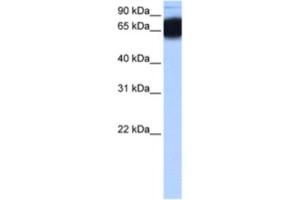 Western Blotting (WB) image for anti-Zinc Finger Protein 90 (ZNF90) antibody (ABIN2463466) (ZNF90 Antikörper)