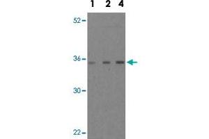 Western blot analysis of MOAP1 in EL4 cell lysate with MOAP1 polyclonal antibody  at 1, 2, and 4 ug/mL . (MOAP1 Antikörper  (Internal Region))