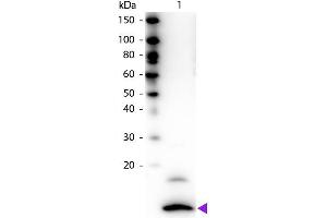 Western blot of Biotin conjugated Rabbit Anti-Fractalkine primary antibody. (CX3CL1 Antikörper  (Biotin))