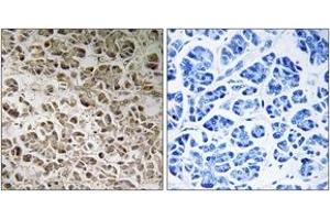 Immunohistochemistry analysis of paraffin-embedded human pancreas, using NDUFB1 Antibody. (NDUFB1 Antikörper  (AA 7-56))