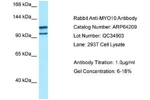 Western Blotting (WB) image for anti-Myosin X (MYO10) (C-Term) antibody (ABIN971216) (Myosin X Antikörper  (C-Term))