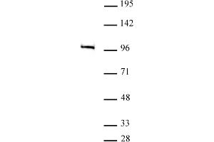 MED15 antibody (pAb) tested by Western blot.