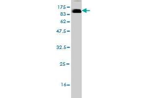 Western Blotting (WB) image for anti-Leukocyte Immunoglobulin-Like Receptor, Subfamily B (With TM and ITIM Domains), Member 2 (LILRB2) (AA 22-598) antibody (ABIN564466)