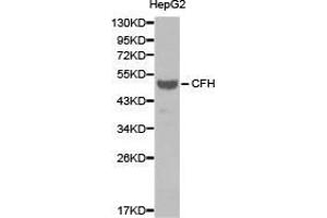 Western Blotting (WB) image for anti-Complement Factor H (CFH) antibody (ABIN1871804) (Complement Factor H Antikörper)