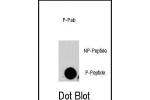 Dot blot analysis of anti-P4K4-p Phospho-specific Pab (ABIN389813 and ABIN2839701) on nitrocellulose membrane. (MAP4K4 Antikörper  (pSer629))