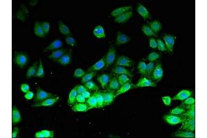Immunofluorescence (IF) image for anti-Phosphoinositide-3-Kinase, Catalytic, gamma Polypeptide (PIK3CG) (AA 438-588), (Catalytic Subunit gamma) antibody (ABIN7163196)