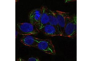 Immunofluorescence analysis of NTERA-2 cells using PRKAA1 mouse mAb (green). (PRKAA1 Antikörper)