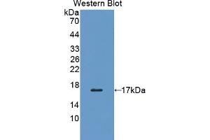 PDIA4 Antikörper  (AA 505-636)