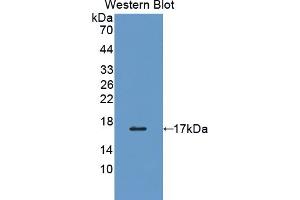 Detection of Recombinant PDIA4, Human using Polyclonal Antibody to Protein Disulfide Isomerase A4 (PDIA4) (PDIA4 Antikörper  (AA 505-636))