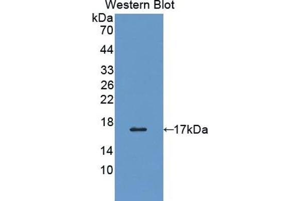 PDIA4 anticorps  (AA 505-636)