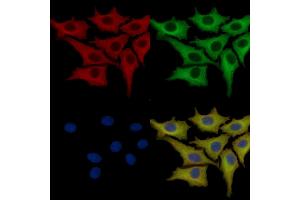 ABIN7093776 and ABIN7097817 staining HepG2 cells by IF/ICC. (HMOX1 Antikörper)
