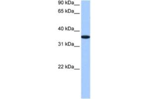 Western Blotting (WB) image for anti-alpha-2-HS-Glycoprotein (AHSG) antibody (ABIN2460818) (Fetuin A Antikörper)