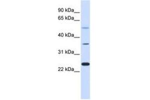 Image no. 1 for anti-Zinc Finger Protein 488 (ZNF488) (AA 108-157) antibody (ABIN6742661) (ZNF488 Antikörper  (AA 108-157))