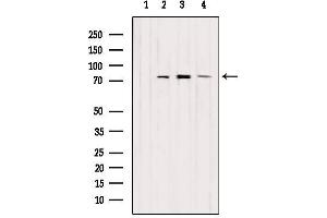Western blot analysis of extracts from various samples, using EXOC5 Antibody. (EXOC5 Antikörper  (Internal Region))