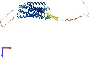 LPAR4 Protein (AA 1-370) (His tag)