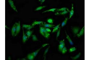 Immunofluorescence staining of Hela cells with ABIN7152118 at 1:133, counter-stained with DAPI.