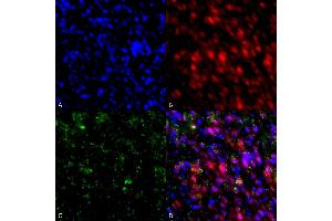 Immunocytochemistry/Immunofluorescence analysis using Mouse Anti-Alpha Synuclein Monoclonal Antibody, Clone 4F1 (ABIN5564118). (SNCA Antikörper  (Biotin))