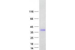 Validation with Western Blot (CLEC10A Protein (Transcript Variant 2) (Myc-DYKDDDDK Tag))