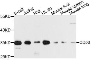 Western blot analysis of extracts of various cell lines, using CD53 antibody. (CD53 Antikörper  (AA 100-180))