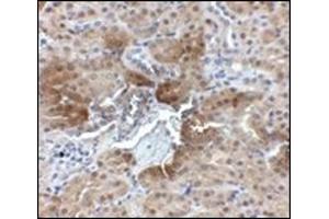 Immunohistochemistry of PTER in mouse kidney tissue with this product at 2. (PTER Antikörper  (C-Term))