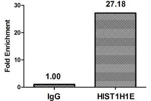 Chromatin Immunoprecipitation Hela (4*10 6 ) were treated with Micrococcal Nuclease, sonicated, and immunoprecipitated with 5 μg anti-HIST1H1E (ABIN7139274) or a control normal rabbit IgG. (HIST1H1E Antikörper  (2meLys16))