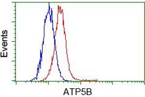 Image no. 2 for anti-ATP Synthase, H+ Transporting, Mitochondrial F1 Complex, beta Polypeptide (ATP5B) antibody (ABIN1496768)