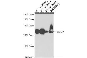 Western blot analysis of extracts of various cell lines using OGDH Polyclonal Antibody at dilution of 1:1000.