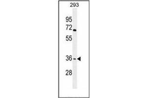 OR4F15 Antikörper  (N-Term)