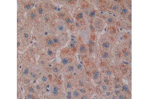 Used in DAB staining on fromalin fixed paraffin- embedded liver tissue (SCP2 Antikörper  (AA 433-547))