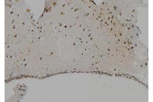 ABIN6268715 at 1/100 staining Mouse brain tissue by IHC-P. (Cathepsin G Antikörper  (Internal Region))