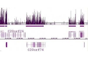 Histone H3 trimethyl Lys36 antibody (pAb) tested by ChIP-Seq. (Histone 3 Antikörper  (H3K36me3))