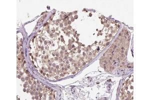 ABIN6266520 at 1/200 staining human testis tissue sections by IHC-P.