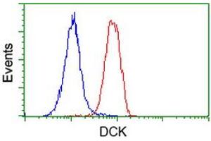 Image no. 1 for anti-Deoxycytidine Kinase (DCK) antibody (ABIN1497776)
