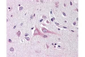 Anti-Neuritin antibody IHC of human brain, cortex. (NRN1 Antikörper  (Internal Region))