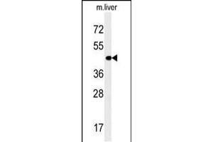 Western blot analysis in mouse liver tissue lysates (35ug/lane). (PAOX Antikörper  (AA 467-496))