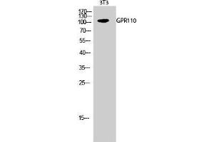 Western Blot (WB) analysis of 3T3 cells using GPR110 Polyclonal Antibody.