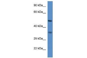 WB Suggested Anti-Pxmp3 Antibody   Titration: 1. (PEX2 Antikörper  (N-Term))