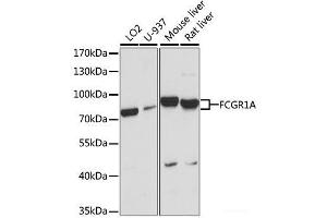 Western blot analysis of extracts of various cell lines using FCGR1A Polyclonal Antibody at dilution of 1:1000. (FCGR1A Antikörper)