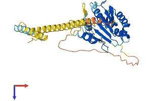 Caspase 12 Protein (AA 1-341) (His tag)
