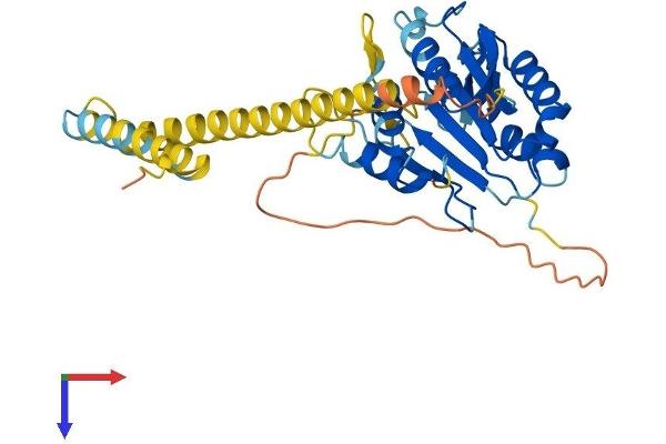 Caspase 12 Protein (AA 1-341) (His tag)