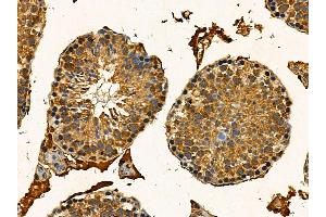 Estrogen-induced gene 121 protein Antibody at 1/100 staining mouse testis tissue by IHC-P. (ELAPOR1 Antikörper)