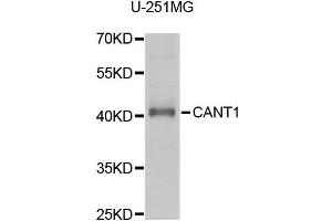 Western blot analysis of extracts of U-251MG cells, using CANT1 antibody (ABIN1980357) at 1:1000 dilution. (CANT1 Antikörper)