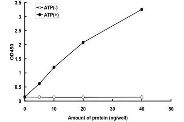 GRK2 Protein (AA 1-689) (GST tag)