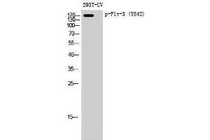 Western Blotting (WB) image for anti-Fms-Related tyrosine Kinase 3 (FLT3) (pTyr842) antibody (ABIN3182315) (FLT3 Antikörper  (pTyr842))