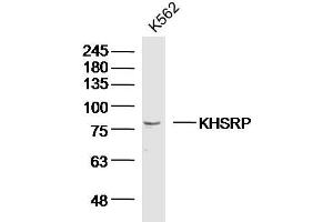 K562 lysates probed with KHSRP Polyclonal Antibody, Unconjugated  at 1:300 dilution and 4˚C overnight incubation.