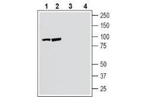 Western blot analysis of human SH-SY5Y neuroblastoma cell line lysate (lanes 1 and 3) and human Jurkat T-cell leukemia cell line lysate (lanes 2 and 4): - 1-2. (NPTXR Antikörper  (C-Term, Extracellular))