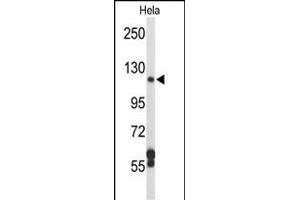 Western blot analysis of D Antibody (N-term) (ABIN652210 and ABIN2840792) in Hela cell line lysates (35 μg/lane). (DPP8 Antikörper  (N-Term))