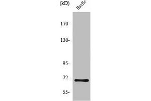 Western Blotting (WB) image for anti-Nuclear Factor (erythroid-Derived 2)-Like 2 (NFE2L2) (C-Term) antibody (ABIN7185245)