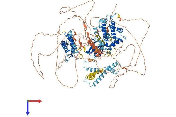 BAT3 Protein (AA 1-1132) (His tag)