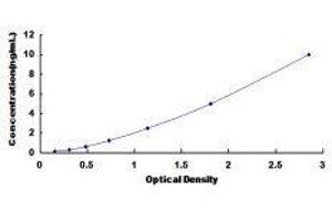 ELISA image for ATP-Binding Cassette, Sub-Family C (CFTR/MRP), Member 12 (ABCC12) ELISA Kit (ABIN419307)